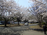 KEKの桜